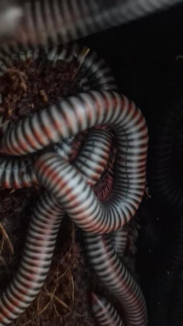 atopochetus dollfusi milliepede miljoenpoten beschikbaar voor biedingen