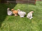 Cochin krielen, Dieren en Toebehoren, Pluimvee, Vrouwelijk, Kip