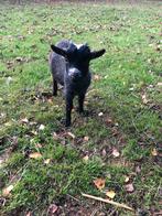 Dwerggeit bokje Eddie, Dieren en Toebehoren, Schapen, Geiten en Varkens, Mannelijk, Geit