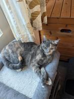 2 kittens opzoek naar een gouden mandje., Dieren en Toebehoren, Katten en Kittens | Overige Katten, Meerdere dieren