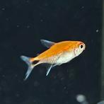 Axelrodia riesei, Vis