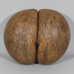 Lodoicea Maldivica - 'Coco de Mer' - Seychellen, Ophalen of Verzenden