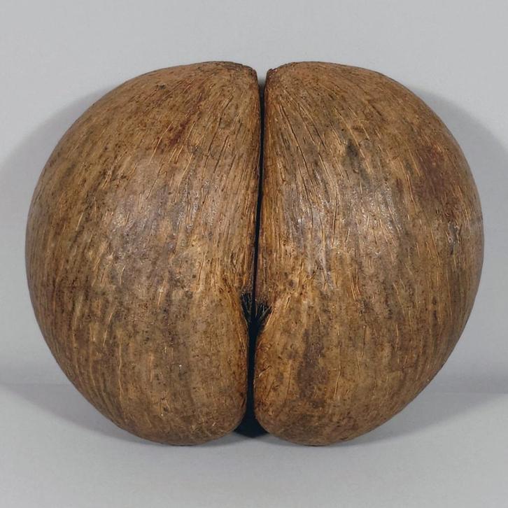 Lodoicea Maldivica - 'Coco de Mer' - Seychellen, Antiek en Kunst, Curiosa en Brocante, Ophalen of Verzenden