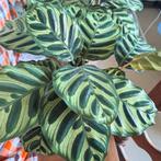 Calathea planten 2 v €15,-, Ophalen, Halfschaduw, Minder dan 100 cm