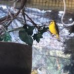 Mozambiquesijs man, mozambique sijs, Dieren en Toebehoren, Meerdere dieren, Tropenvogel