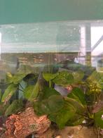 Baby Guppy’s, Dieren en Toebehoren, Vissen | Aquaria en Toebehoren, Ophalen of Verzenden, Nieuw