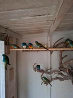 Splendid parkieten. Diverse mannen en poppen., Dieren en Toebehoren, Vogels | Parkieten en Papegaaien, Meerdere dieren, Parkiet