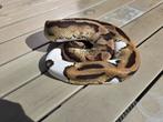 Bewezen kweek vrouw pied het lavender albino 100%, Dieren en Toebehoren, Reptielen en Amfibieën, Slang, Tam, 3 tot 6 jaar