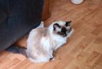 Herplaatser Heilige Birmaan, Dieren en Toebehoren, Katten en Kittens | Raskatten | Langhaar, Poes, Met stamboom, 6 jaar of ouder