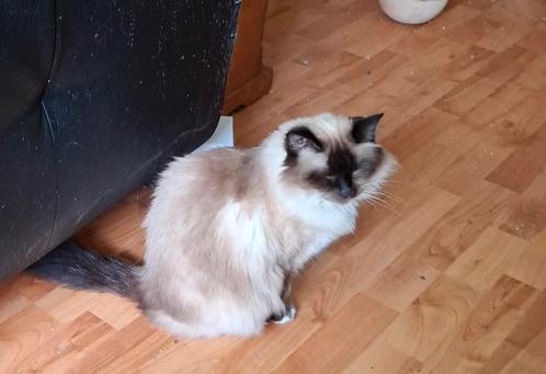 Herplaatser Heilige Birmaan, Dieren en Toebehoren, Katten en Kittens | Raskatten | Langhaar, Poes, 6 jaar of ouder, Met stamboom