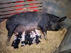18 buitenbiggen, Husumer & Berkshire, Dieren en Toebehoren, Schapen, Geiten en Varkens, Meerdere dieren, Varken, 0 tot 2 jaar