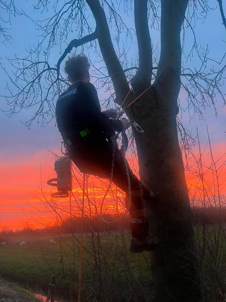 Boomverzorging | boom kappen | snoeien | klimmend kappen, Tuin en Terras, Planten | Bomen, Ophalen