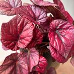 Begonia Rex Inca Flame - Rood/Roze Kamerplant, Huis en Inrichting, Kamerplanten, Ophalen, Halfschaduw, Minder dan 100 cm