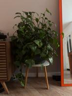 Grote Golden Pothos in Aziatische Pot, Ophalen, Overige soorten, Halfschaduw, In pot