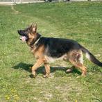 Duitse herder dekreu, Dieren en Toebehoren, Honden | Dekreuen, Rabiës (hondsdolheid), 1 tot 2 jaar, Reu, Nederland