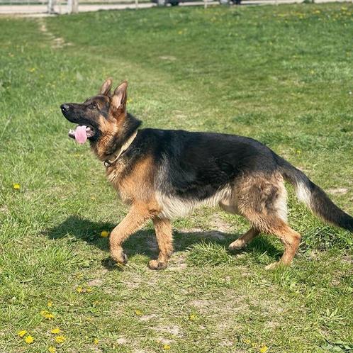 Duitse herder dekreu, Dieren en Toebehoren, Honden | Dekreuen, Reu, Fokker | Hobbymatig, Eén hond, Nederland, 1 tot 2 jaar, CDV (hondenziekte)