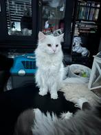 Maine Coon, Meerdere dieren