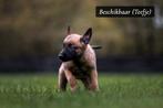 Hollandse Herder x Mechelse Herder pups, Dieren en Toebehoren, 8 tot 15 weken, CDV (hondenziekte), Meerdere, Meerdere dieren