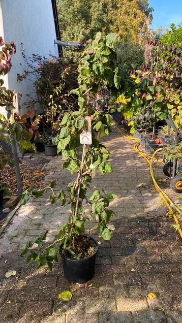 Krulhazelaar 1,50 hoog beschikbaar voor biedingen