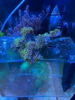Diverse koralen montipora leders caulustrea anemonen., Dieren en Toebehoren