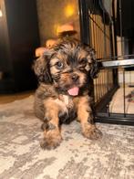 Havanezer pups, Dieren en Toebehoren, Overige rassen, 8 tot 15 weken, Parvo, Meerdere