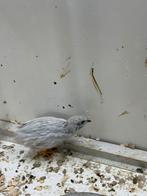 Chinese dwergkwartels, Meerdere dieren, Tropenvogel