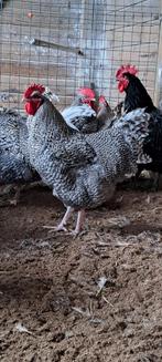 Noord Hollandse Blauwe hanen, Dieren en Toebehoren, Mannelijk, Kip