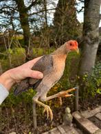 Modern Engelse vechtkrielen (hennen), Dieren en Toebehoren, Vrouwelijk, Kip