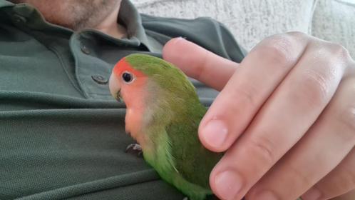 Agraponis te koop, Dieren en Toebehoren, Vogels | Parkieten en Papegaaien, Parkiet, Geslacht onbekend