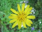 zaden Tragopogon pratensis, Tuin en Terras, Bloembollen en Zaden, Voorjaar, Zaad, Verzenden, Volle zon