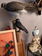 Kauw taxidermie, Ophalen of Verzenden, Opgezet dier