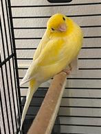 Kanarie geel, Dieren en Toebehoren, Vogels | Kanaries, Mannelijk, Kleurkanarie