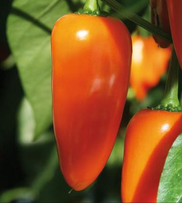 Snack-paprika planten BIOLOGISCH  beschikbaar voor biedingen