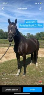 Beeldschone elegante 8 jarige zwarte Dante Weltino merrie., Merrie, Gechipt, Dressuurpaard, L