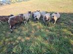 Bonte dekrammen, Dieren en Toebehoren, Schapen, Geiten en Varkens, Mannelijk, Schaap, 0 tot 2 jaar