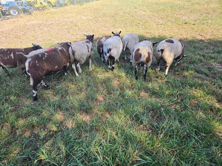 Bonte dekrammen, Dieren en Toebehoren, Schapen, Geiten en Varkens, Schaap, Mannelijk, 0 tot 2 jaar