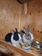 Prachtige jonge konijnen, Dieren en Toebehoren, Mannelijk, Juli, Overige typen, Tam