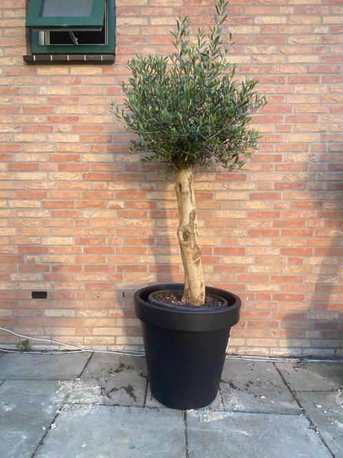 dikke olijfboom – Olea europaea in kunststof sierpot, Tuin en Terras, Planten | Bomen, Olijfboom, 100 tot 250 cm, Volle zon, Zomer