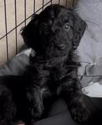 Klein blijvende Maltipoo pups, Dieren en Toebehoren, Parvo, Overige rassen, 8 tot 15 weken, Meerdere