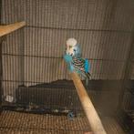 Engelse parkiet man, Dieren en Toebehoren, Vogels | Parkieten en Papegaaien, Mannelijk, Parkiet