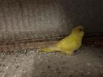 Jonge grasparkiet 2 maanden oud, Dieren en Toebehoren, Vogels | Parkieten en Papegaaien, Geslacht onbekend, Parkiet