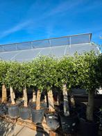 Olijfbomen olea europa aktie dikke €99, Ophalen, Volle zon, Olijfboom, 100 tot 250 cm