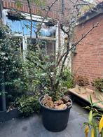 Perenboom te koop, Ophalen, Volle zon, Overige soorten