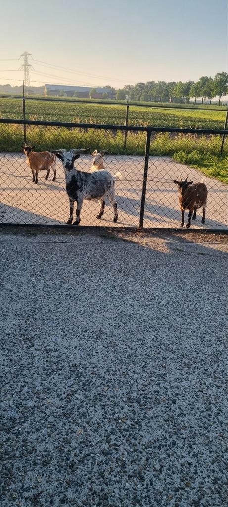 4 geitjes aangeboden, Dieren en Toebehoren, Schapen, Geiten en Varkens, Geit, Meerdere dieren, 6 jaar of ouder