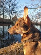 Enthousiaste herder mix met rugzakje, middel grote hond, 4j, Dieren en Toebehoren, Honden | Niet-rashonden, Particulier, Rabiës (hondsdolheid)
