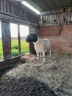 dorperram, Dieren en Toebehoren, Schapen, Geiten en Varkens, Mannelijk, Schaap, 3 tot 5 jaar