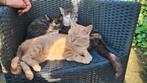 Lieve poes, Dieren en Toebehoren, Katten en Kittens | Overige Katten, Poes