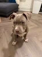 American Bully Xl, 8 tot 15 weken, Parvo, Eén hond, Nederland