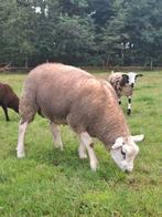 Engelse Texelaar Ram te koop, Dieren en Toebehoren, Schapen, Geiten en Varkens, Mannelijk, Schaap, 0 tot 2 jaar