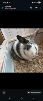 Lieve voedster, Dieren en Toebehoren, Konijnen, Vrouwelijk